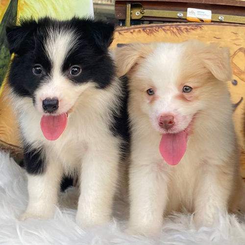 Đôi chó Border Collie đen trắng và vàng trắng đáng yêu