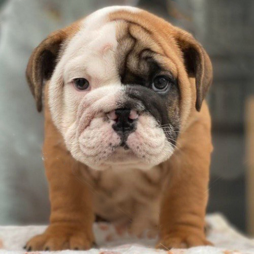 Chó Bulldog Anh con với bộ lông màu nâu và mặt loang trắng đen, đang đứng vững vàng nhìn thẳng vào máy ảnh.