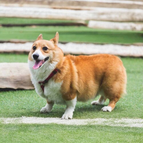 Chó Corgi lông vàng trắng khỏe mạnh, đeo dây dắt, đứng trên bãi cỏ xanh.