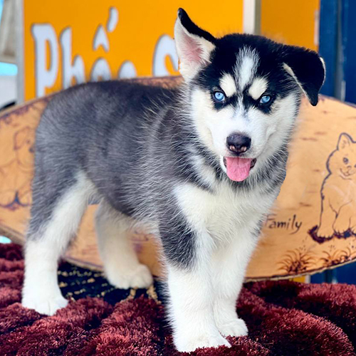 Chó Husky đen trắng với đôi mắt xanh ngáo ngơ đặc trưng