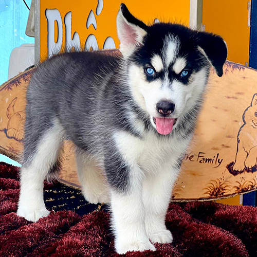 Chó Husky con lông đen trắng mắt xanh đứng trên thảm đỏ