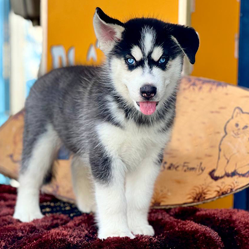 Chó Husky con thuần chủng đen trắng mắt xanh, đứng trên thảm nâu