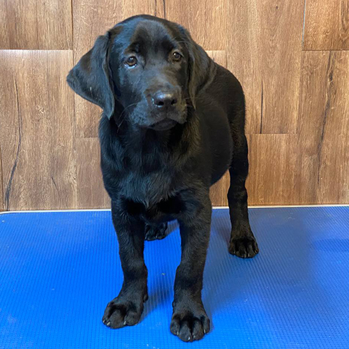 Chó Labrador Retriever màu đen – hiền lành, thông minh và trung thành.