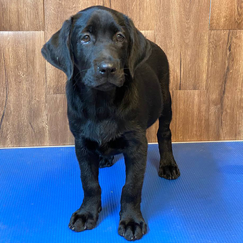 Chó Labrador Retriever lông đen tuyền, mắt nâu, dáng đứng vững chãi trên nền nhà gỗ.