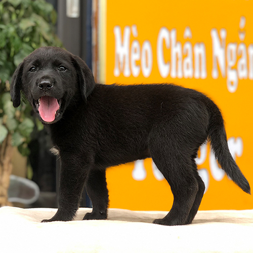 Chó Labrador đen con đứng trên bàn nền cam