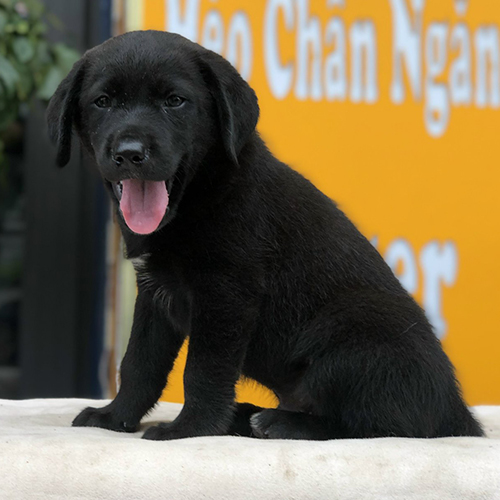 Chó Labrador đen thuần chủng ngồi nghiêng trong sân nhà