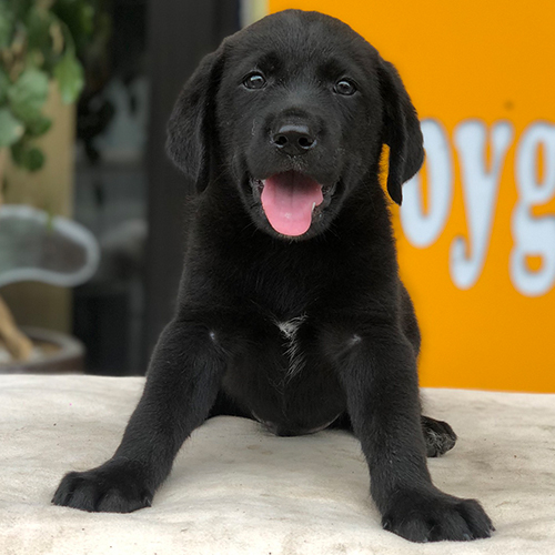Chó Labrador đen 2 tháng tuổi đang nằm trên bàn, nhìn thẳng camera