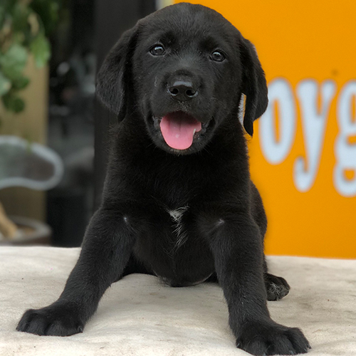 Chó Labrador Retriever đen thuần chủng dễ thương