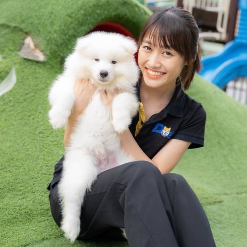 Chó Samoyed dễ thương được bế bởi một người phụ nữ, lông trắng mềm mại.