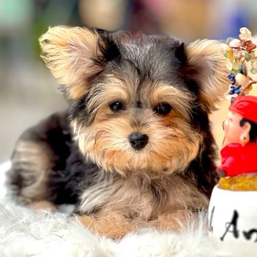 Chó Yorkshire Terrier con lông xù đang nằm trên thảm trắng