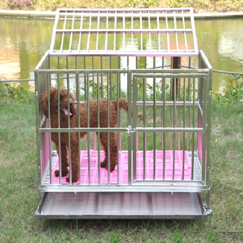 Chó trong chuồng inox có lót sàn, nơi cách ly khi điều trị bệnh Parvo.