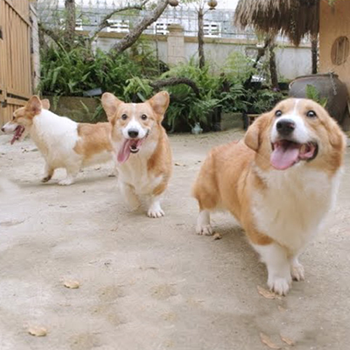 Ba chú chó Corgi đi lại vui vẻ trong sân vườn rộng rãi