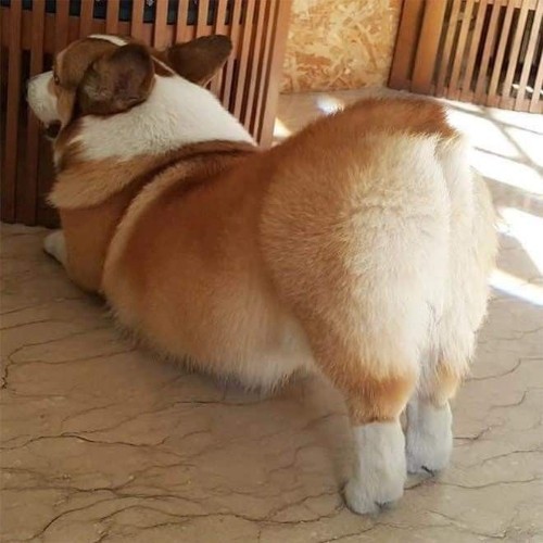 Chó Corgi cái lông vàng trắng, dáng đứng đặc trưng, với phần mông tròn đầy đáng yêu.