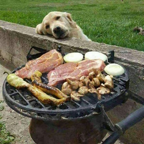 Chó Golden Retriever nhìn thèm thuồng đồ nướng trên bếp than