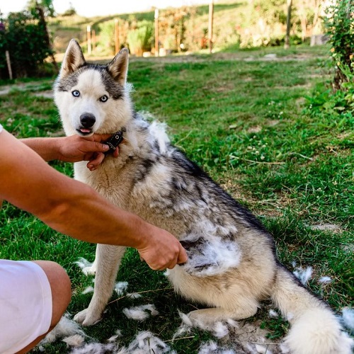 Chó Husky được người nuôi chải lông rụng ngoài sân vườn vào mùa thay lông
