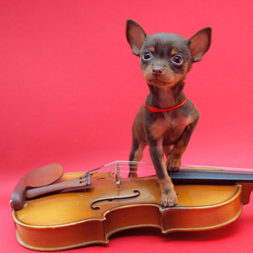 Chihuahua nhỏ màu nâu đứng trên cây đàn violin với phông nền đỏ rực.