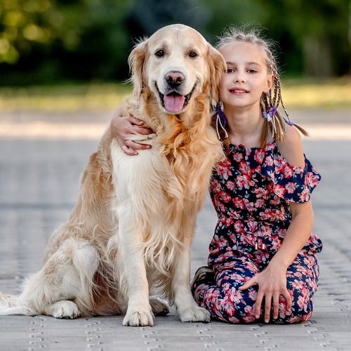 Cô bé chụp ảnh cùng chó Golden Retriever thân thiết