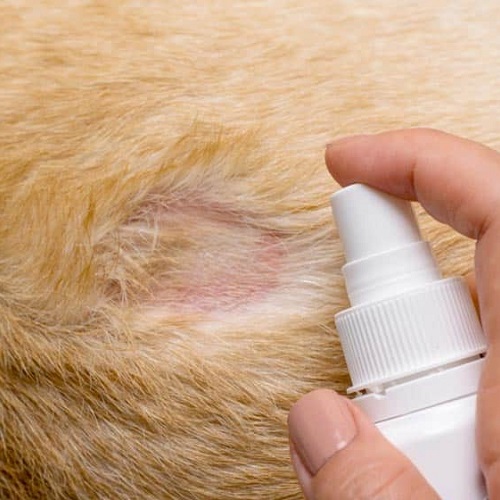 Xịt thuốc điều trị vùng da chó bị viêm và rụng lông