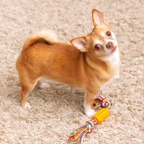 Chihuahua lông vàng trắng quay đầu nhìn khi đang chơi với đồ chơi dây màu sắc.