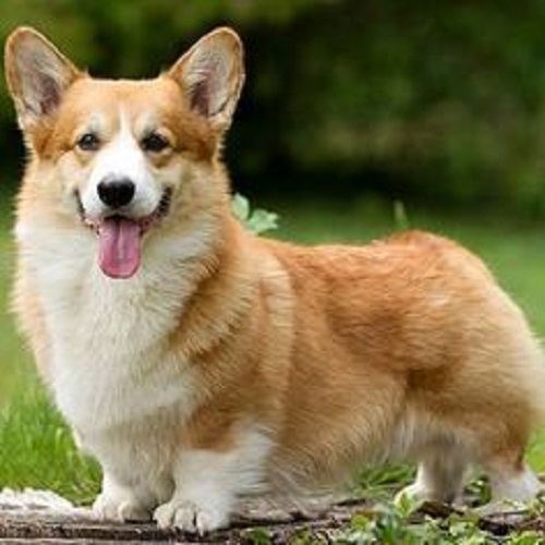 Chó Corgi đực trưởng thành đứng trên nền cỏ xanh