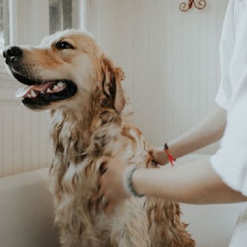 Bước 1: Tắm thú cưng thật sạch sẽ, sấy khô và chải mượt lông trước khi cạo.Bạn nên tắm cho chó sạch sẽ trước khi cạo. Để có thể loại bỏ đi những cát bụi, dơ bẩn bám trên lông. Giúp chúng thoải mái và hạn chế các nhúm lông rối dính nhau do bụi bẩn xuất hiện, gây khó khăn khi cạo. Khi tắm xong thì lấy khăn chùi khô và có thể sử dụng máy sấy để lông khô nhanh. Sau đó dùng lược chải lông để loại bỏ các sợi lông rụng đi và gỡ rối các phần lông kết dính còn lại. Điều này sẽ giúp quá trình cạo diễn ra thuận lợi hơn và không mất nhiều thời gian. Hạn chế được việc để lông rối bù làm kẹt lưỡi cắt, làm đau chú chó của bạn.