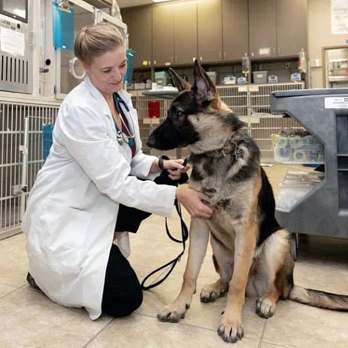 Bác sĩ thú y kiểm tra sức khỏe chó Becgie trong giai đoạn thay lông