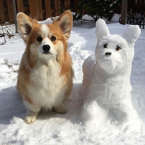 Chó Corgi đứng bên cạnh tượng tuyết hình chó ngoài trời.