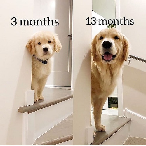 Golden Retriever lúc 3 tháng và 13 tháng tuổi tại cùng vị trí