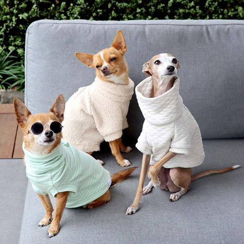 Ba chú chó nhỏ mặc áo thời trang, trong đó Chihuahua đeo kính râm cực ngầu ngồi tạo dáng trên ghế sofa ngoài trời.
