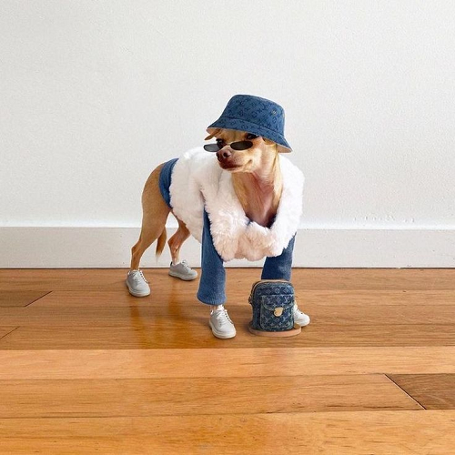 Chihuahua mặc đồ jean kết hợp áo lông trắng, đội mũ bucket, đeo kính râm và mang túi mini thời trang.