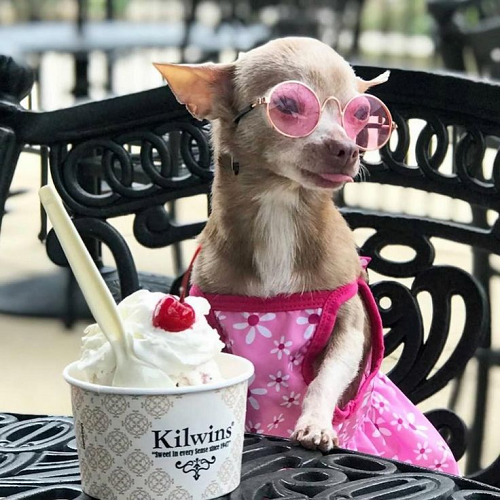 Chihuahua mặc váy hoa hồng và đeo kính tròn hồng ngồi cạnh ly kem trên bàn ngoài trời.