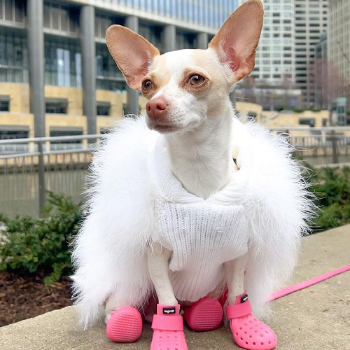 Chihuahua mặc áo lông trắng, đi giày hồng rực và ngồi tạo dáng sang chảnh giữa thành phố hiện đại.
