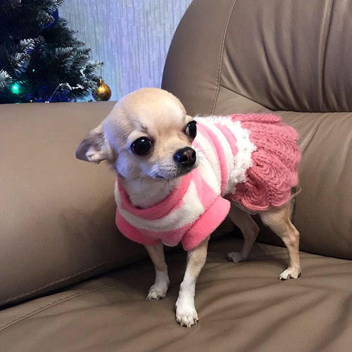 Chihuahua mặc váy len hồng trắng đứng trên ghế sofa cạnh cây thông Noel.