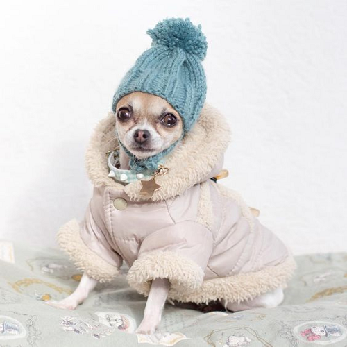 Chihuahua mặc áo khoác lông và đội mũ len xanh dương tạo dáng như một fashionista.