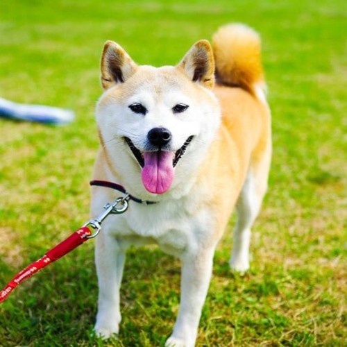 Chó Shiba Inu màu vàng cười tươi, thè lưỡi, đứng trên bãi cỏ xanh mướt, được dắt bằng dây đỏ.