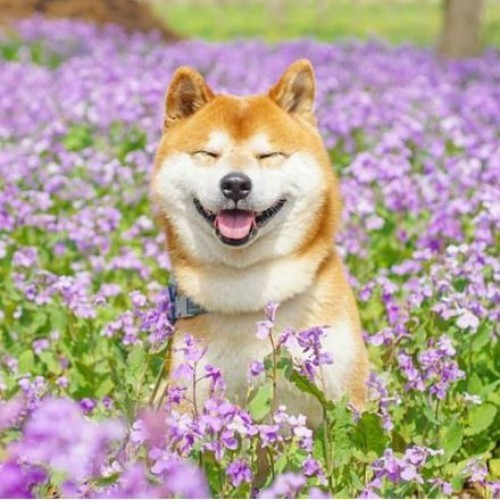 Chó Shiba Inu màu vàng cười tươi trong cánh đồng hoa tím rực rỡ, biểu cảm đáng yêu và vui vẻ.