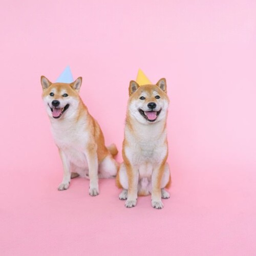 Hai chú chó Shiba Inu màu vàng cười tươi, đội mũ sinh nhật trên nền hồng đáng yêu.