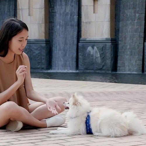 Người phụ nữ đang huấn luyện chó Phốc Sóc với lệnh cơ bản "Nằm xuống" bên cạnh thác nước.