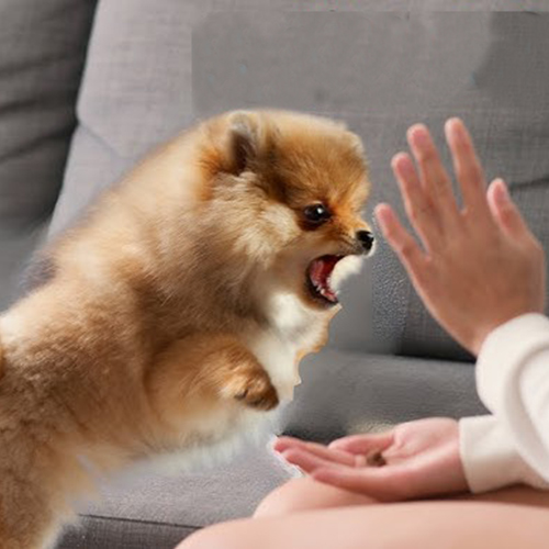 Chó Phốc Sóc đang sủa lớn và giơ chân lên trước khi được huấn luyện lệnh "Im lặng".