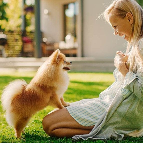 Người phụ nữ chơi đùa và huấn luyện chú chó Phốc Sóc trên bãi cỏ xanh trước ngôi nhà nhỏ.