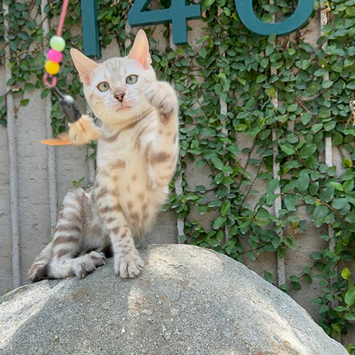 Mèo Bengal lông màu tuyết đang chơi đùa với cần câu đồ chơi trên tảng đá lớn.