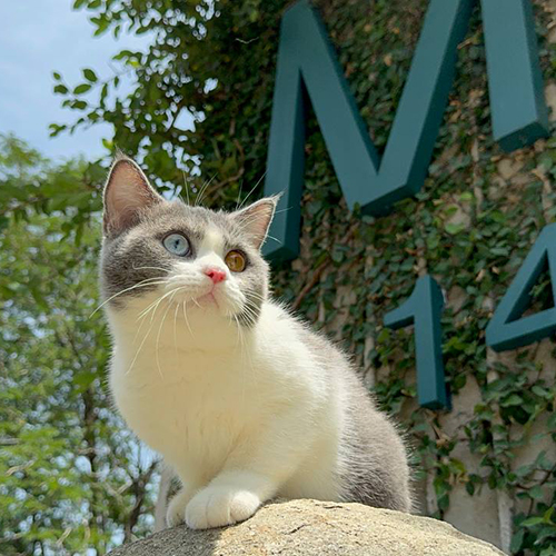 Mèo bicolor mắt hai màu cực hiếm đứng trên đá ngoài trời.