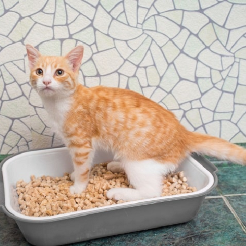 Mèo con lông cam trắng đang đi vệ sinh trong khay đựng cát viên gỗ màu xám