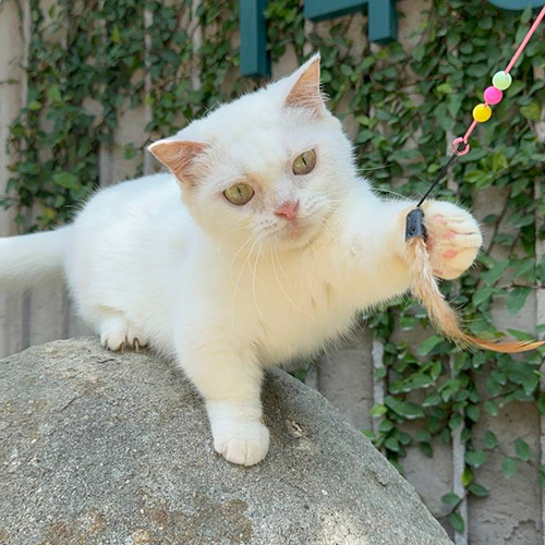 Mèo Munchkin trắng chơi với cần câu đồ chơi trên tảng đá trong khu vườn xanh.