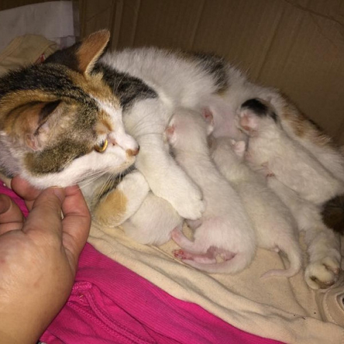 Mèo mẹ đang cho mèo con bú trong thùng giấy lót chăn mềm, người đang vuốt ve đầu mèo