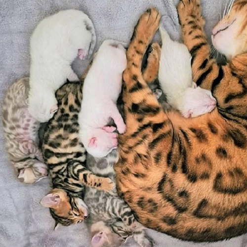 Mèo mẹ vằn đang nằm cho nhiều mèo con sơ sinh bú, mèo con có cả màu trắng và tam thể