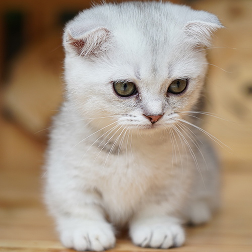 Mèo tai cụp lông trắng xám với đôi mắt tròn đáng yêu.