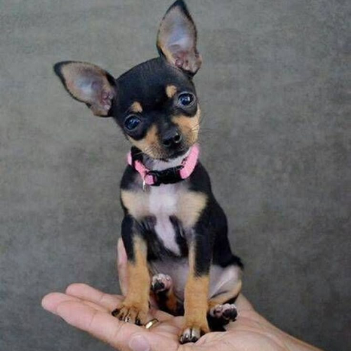 Chihuahua nhỏ xíu màu đen nâu đeo vòng cổ hồng, ngồi nghiêng đầu suy tư trên tay người.