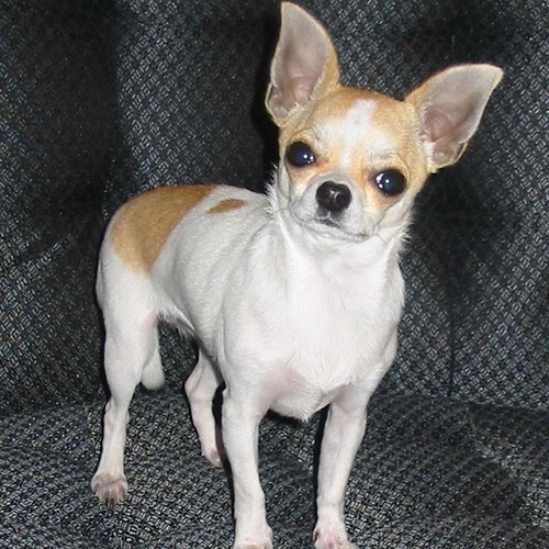 Chihuahua lông trắng vàng đứng nghiêm trang trên ghế với ánh mắt tập trung.