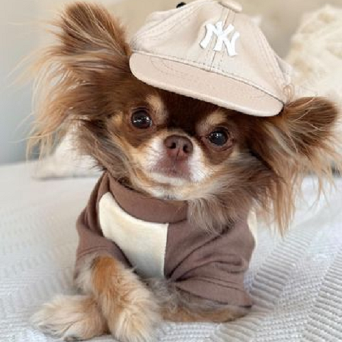Chihuahua mặc áo nâu và đội mũ lưỡi trai, khoanh chân tạo dáng suy tư.